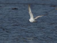 Ichthyaetus melanocephalus 1cy Terekudden, Bunkeflo strandängar, Malmö, Skåne, Sweden 20160925_0150