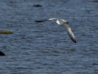 Ichthyaetus melanocephalus 1cy Terekudden, Bunkeflo strandängar, Malmö, Skåne, Sweden 20160925_0151