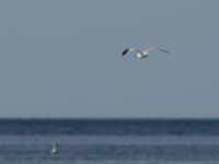 Ichthyaetus melanocephalus 1cy Terekudden, Bunkeflo strandängar, Malmö, Skåne, Sweden 20160925_0160