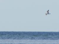 Ichthyaetus melanocephalus 1cy Terekudden, Bunkeflo strandängar, Malmö, Skåne, Sweden 20160925_0167