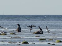 Ichthyaetus melanocephalus 1cy Terekudden, Bunkeflo strandängar, Malmö, Skåne, Sweden 20160925_0169