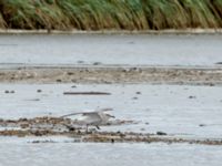 Ichthyaetus melanocephalus 1cy Tygelsjö ängar, Malmö, Skåne, Sweden 20180805_0007