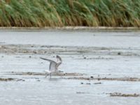 Ichthyaetus melanocephalus 1cy Tygelsjö ängar, Malmö, Skåne, Sweden 20180805_0008