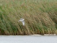 Ichthyaetus melanocephalus 1cy Tygelsjö ängar, Malmö, Skåne, Sweden 20180805_0012