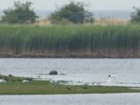 Ichthyaetus melanocephalus ad Terekudden, Bunkeflo strandängar, Malmö, Skåne, Sweden 20170711_0011