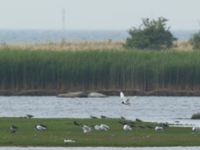 Ichthyaetus melanocephalus ad Terekudden, Bunkeflo strandängar, Malmö, Skåne, Sweden 20170711_0013