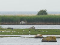 Ichthyaetus melanocephalus ad Terekudden, Bunkeflo strandängar, Malmö, Skåne, Sweden 20170711_0017