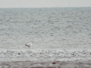 Ichthyaetus relictus - Relict Gull - Reliktmås