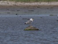 Larus argentatus ad Tygelsjö ängar, Malmö, Skåne, Sweden 20230528_0012