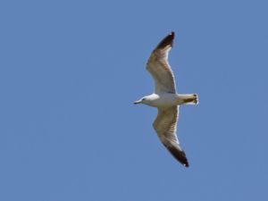 Larus armenicus - Armenian Gull - Armenisk trut