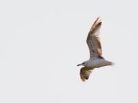 Larus armenicus 2cy Van, Turkey southern marshes, Turkey 20120703 442