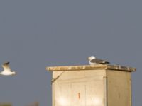 Larus armenicus ad Maagan Mikhael, Israel 2013-03-27 130