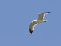 Larus armenicus ad Nemrut Dagi, Turkey 20120704 241