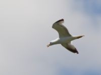 Larus armenicus ad Nemrut Dagi, Turkey 20120704 244