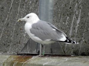 Larus cachinnans - Caspian Gull - Kaspisk trut