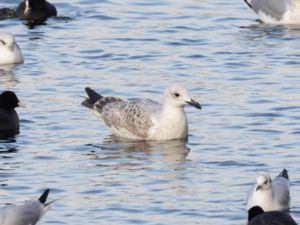 Larus cachinnans x argentatus - Caspian x Herring Gull - Kaspisk trut x gråtrut