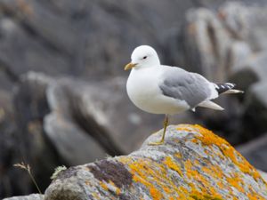 Larus canus - Mew Gull - Fiskmås