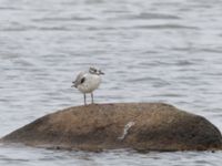 Larus canus 1cy Terekudden, Bunkeflo strandängar, Malmö, Skåne, Sweden 20230705_0002