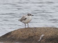 Larus canus 1cy Terekudden, Bunkeflo strandängar, Malmö, Skåne, Sweden 20230705_0003