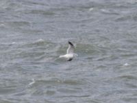 Larus canus Naturum Öresund, Ribersborg, Malmö, Skåne, Sweden 20240115_0002