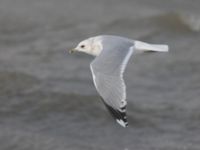 Larus canus ad Naturum, Ribersborg, Malmö, Skåne, Sweden 20231222_0083