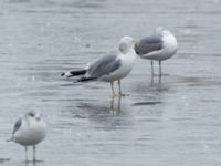 Larus canus ad Pildammsparken, Malmö, Skåne, Sweden 20210301_0011