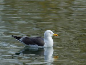 Larus fuscus - Lesser Black-backed Gull - Silltrut