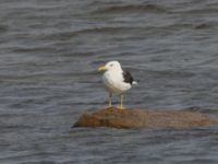 Larus fuscus intermedius Terekudden, Bunkeflo strandängar, Malmö, Skåne, Sweden 20230826_0040