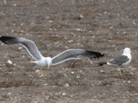 Larus fuscus intermedius ad NV Sjötorp, Tygelsjö ängar, Malmö, Skåne, Sweden 20230718_0017