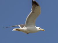 Larus fuscus intermedius ad Paddreservatet, Norra hamnen, Malmö, Skåne, Sweden 20230725_0054