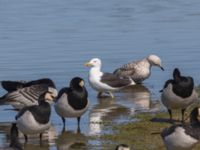 Larus fuscus intermedius ad Stora dammen, Lindängelunds rekreationsområde, Malmö, Skåne, Sweden 20230421_0096