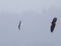 Haliaeetus leucocephalus washingtoniensis ad et Larus glaucescens ad Resurrection Bay, Seward, Alaska, USA 20140616_0543