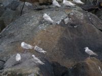 Larus glaucescens 2cy et 3cy Resurrection Bay, Seward, Alaska, USA 20140616_0169