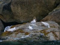 Larus glaucescens 2cy et ad Resurrection Bay, Seward, Alaska, USA 20140616B_0165