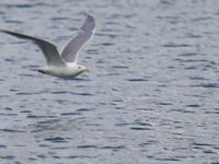 Larus glaucescens Lowell Point, Seward, Alaska, USA 20140615_0225488