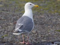 Larus glaucescens ad Homer Spit, Alaska, USA 20140617_1110