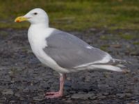 Larus glaucescens ad Homer Spit, Alaska, USA 20140617_1113