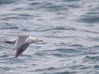 Larus glaucescens ad Resurrection Bay, Seward, Alaska, USA 20140616_0471