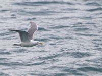 Larus glaucescens ad Resurrection Bay, Seward, Alaska, USA 20140616_0475