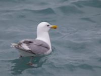 Larus glaucescens ad Seward, Alaska, USA 20140615_0073353