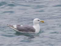 Larus glaucescens ad Seward, Alaska, USA 20140615_0095371