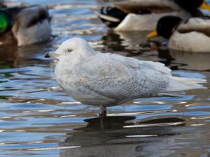 Larus glaucoides - Iceland Gull - Vitvingad trut