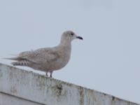 Larus glaucoides 2cy Flyinge, Eslöv, Skåne, Sweden 20130210_0046