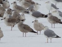 Larus glaucoides 2cy Flyinge, Eslöv, Skåne, Sweden 20130210_0091