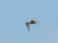 Larus glaucoides 2cy Olas hörna, Klagshamns udde, Malmö, Skåne, Sweden 20170416B_0031