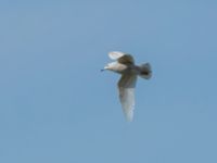 Larus glaucoides 2cy Olas hörna, Klagshamns udde, Malmö, Skåne, Sweden 20170416B_0033