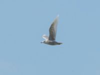 Larus glaucoides 2cy Olas hörna, Klagshamns udde, Malmö, Skåne, Sweden 20170416B_0034