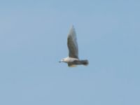 Larus glaucoides 2cy Olas hörna, Klagshamns udde, Malmö, Skåne, Sweden 20170416B_0035