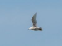 Larus glaucoides 2cy Olas hörna, Klagshamns udde, Malmö, Skåne, Sweden 20170416B_0037