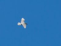 Larus glaucoides 2cy Olas hörna, Klagshamns udde, Malmö, Skåne, Sweden 20170416B_0048